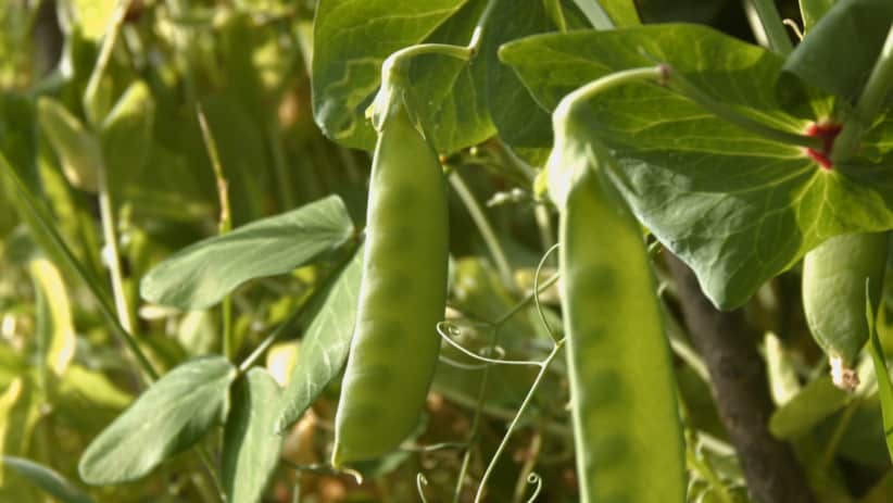 Peas: The Sustainable Protein That Is Better for You and the Environment